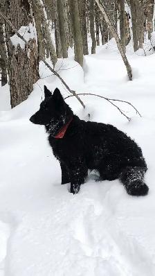 Chiots Berger Allemand poil long pure race - Photo 2