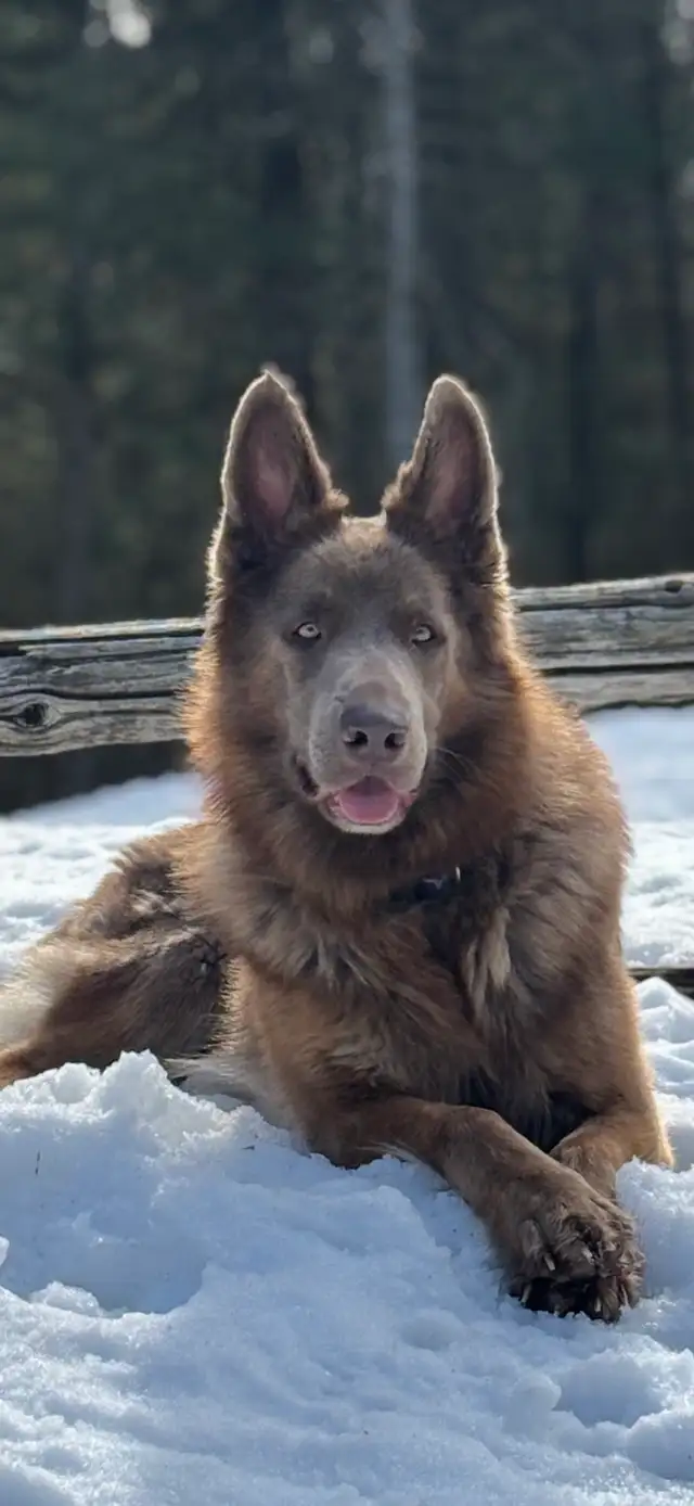 Chiots Berger Allemand poil long pure race - Photo 3