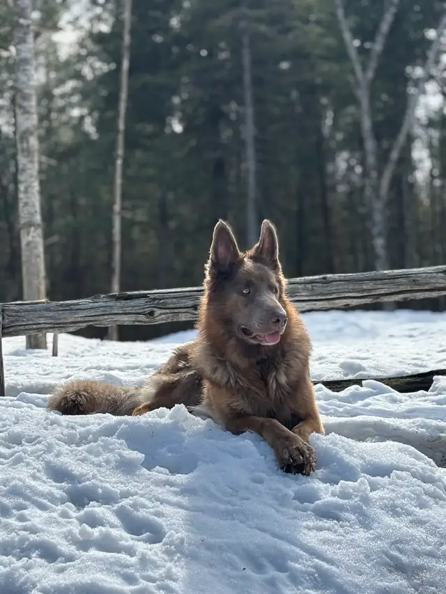 Chiots Berger Allemand poil long pure race - Photo 4