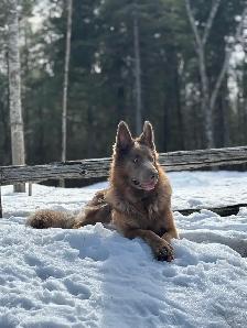 Chiots Berger Allemand poil long pure race - Photo 4