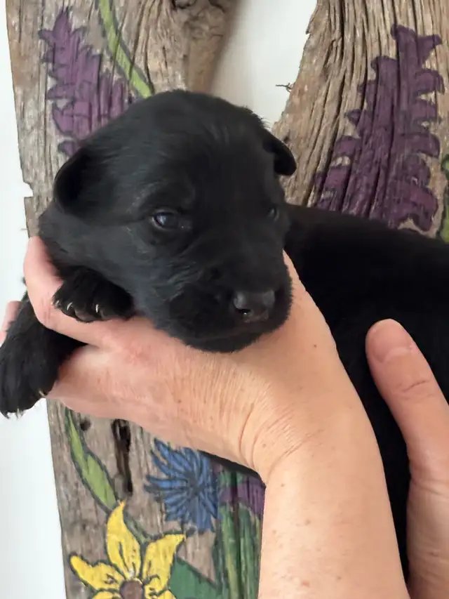 Chiots Berger Allemand poil long pure race - Photo 5
