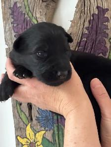 Chiots Berger Allemand poil long pure race - Photo 5