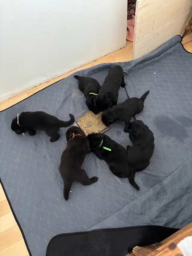 Chiots Berger Allemand poil long pure race - Photo 6