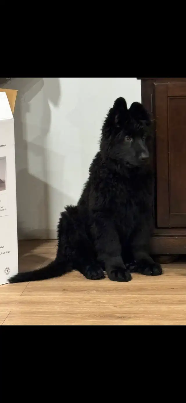 Chiots Berger Allemand poil long pure race - Photo 7
