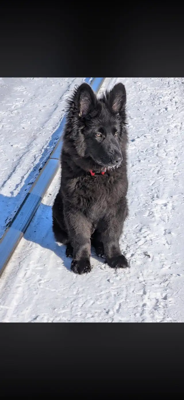 Chiots Berger Allemand poil long pure race - Photo 8