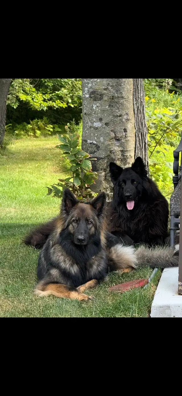 Chiots Berger Allemand poil long pure race - Photo 10