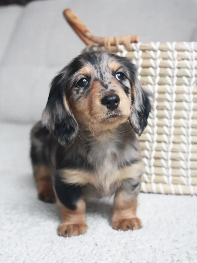 CKC Reg’d Miniature Longhaired Dachshund