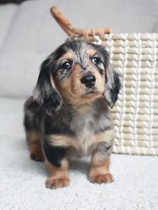 CKC Reg’d Miniature Longhaired Dachshund