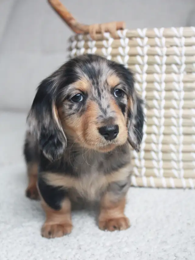 CKC Reg’d Miniature Longhaired Dachshund - Photo 2