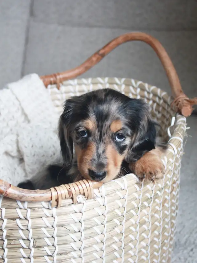 CKC Reg’d Miniature Longhaired Dachshund - Photo 3