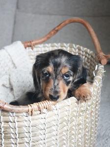 CKC Reg’d Miniature Longhaired Dachshund - Photo 3
