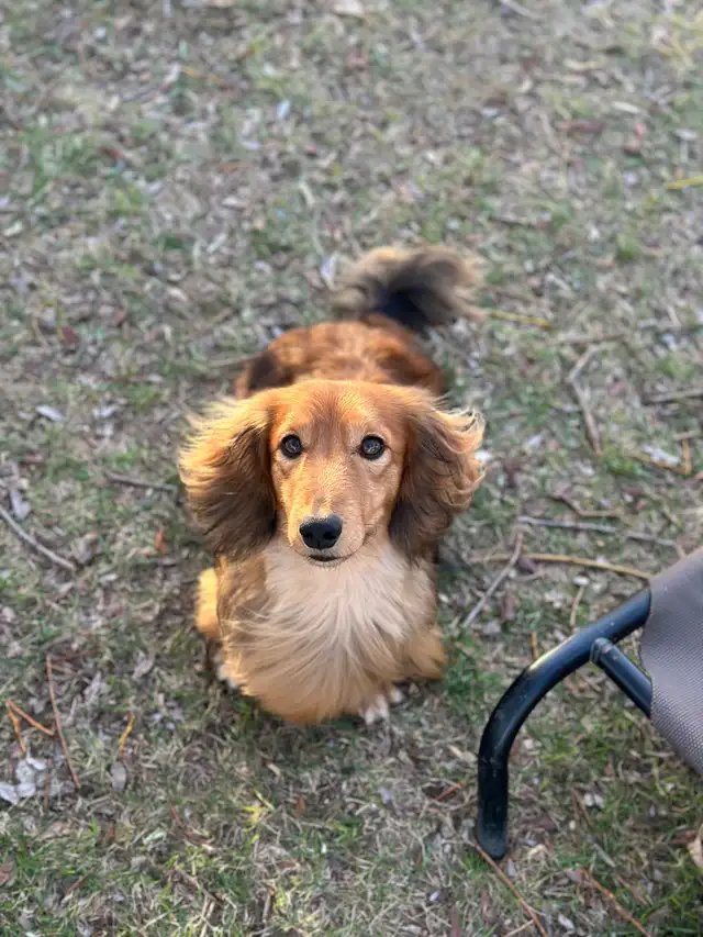 CKC Reg’d Miniature Longhaired Dachshund - Photo 4