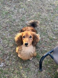 CKC Reg’d Miniature Longhaired Dachshund - Photo 4