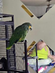 beautiful Amazon blue headed - Photo 2
