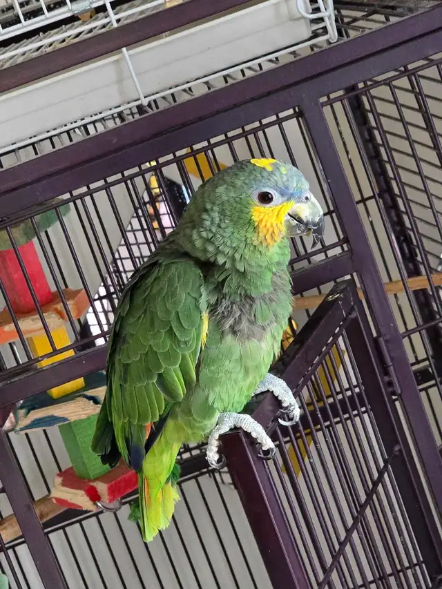 beautiful Amazon blue headed - Photo 3