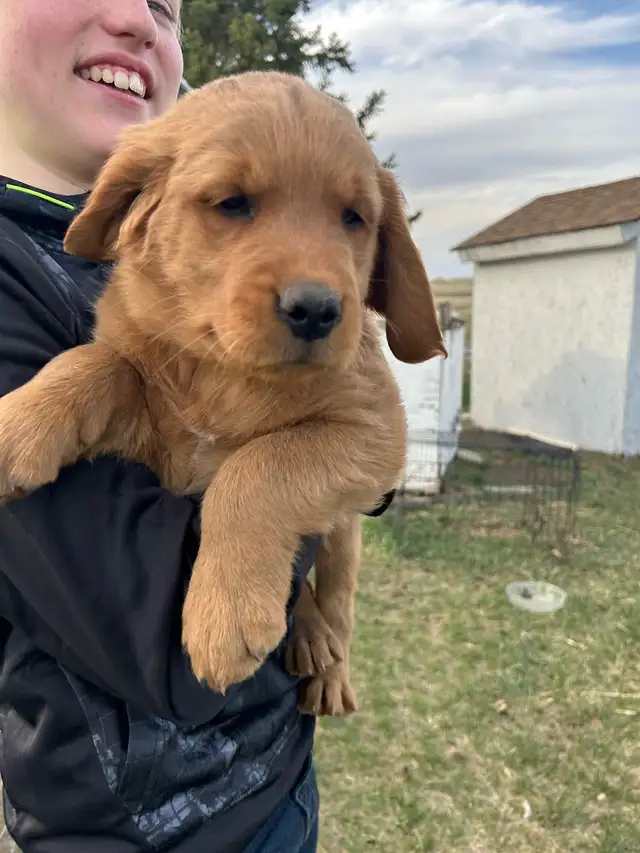 golden retriever