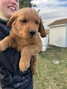 golden retriever