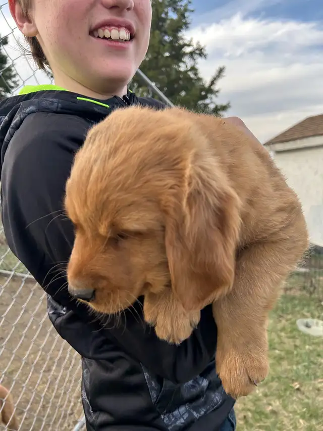 golden retriever - Photo 2