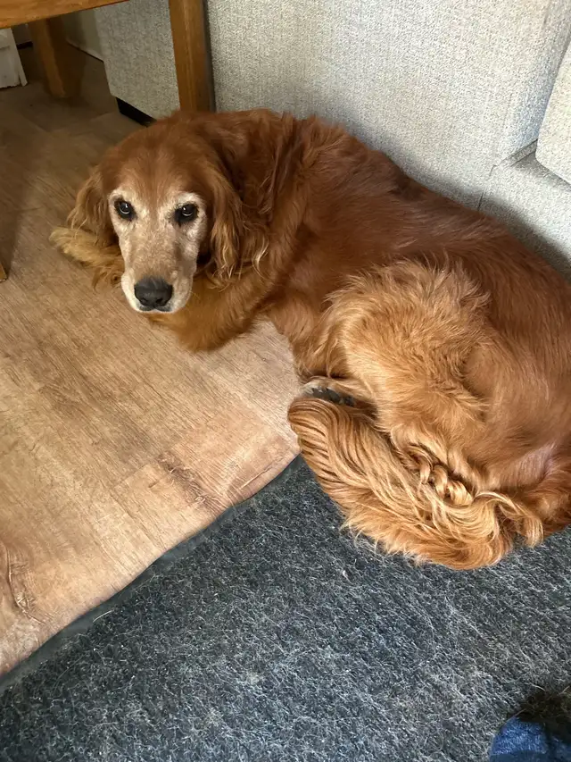 golden retriever - Photo 4