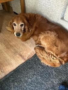 golden retriever - Photo 4