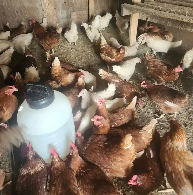 Young chicken