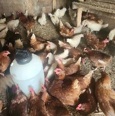 Young chicken