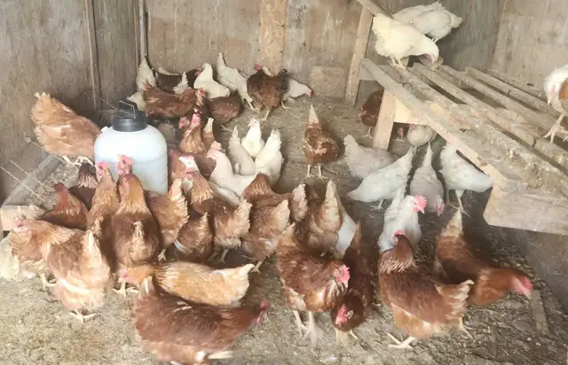 Young chicken - Photo 2