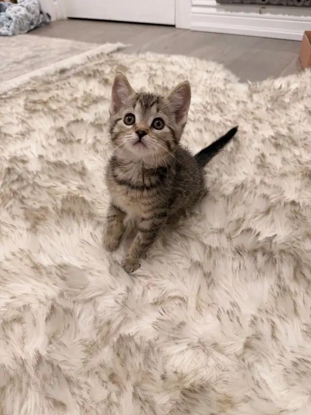 ❤️Bengal mix kittens -647-317-3197