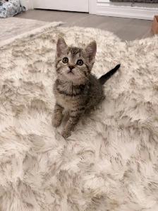 ❤️Bengal mix kittens -647-317-3197