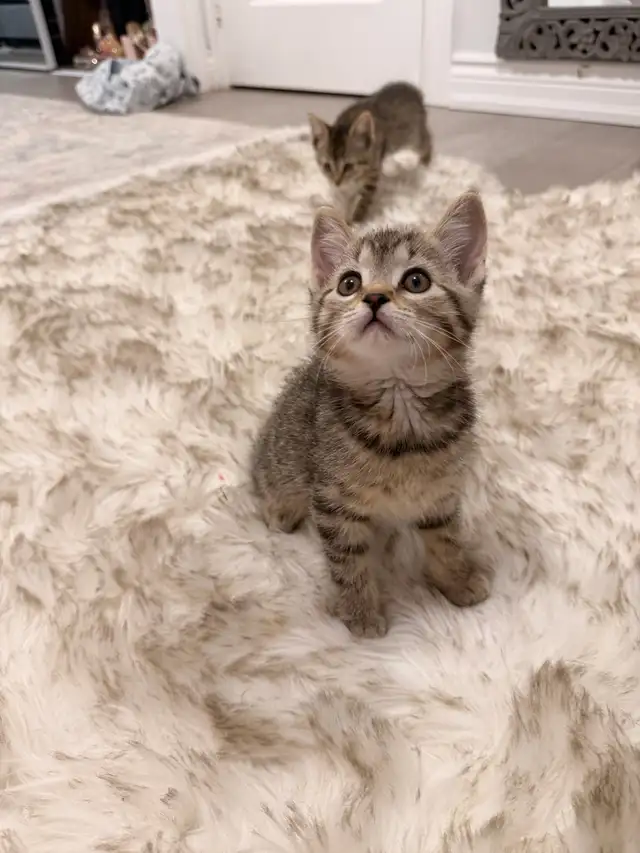 ❤️Bengal mix kittens -647-317-3197 - Photo 2
