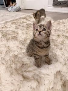 ❤️Bengal mix kittens -647-317-3197 - Photo 2