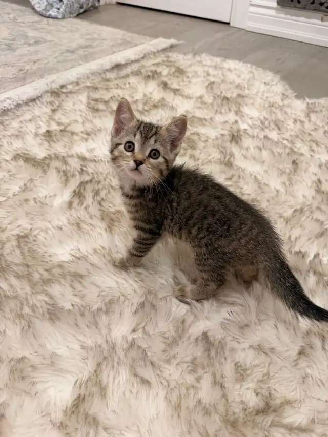 ❤️Bengal mix kittens -647-317-3197 - Photo 3