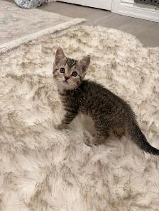❤️Bengal mix kittens -647-317-3197 - Photo 3