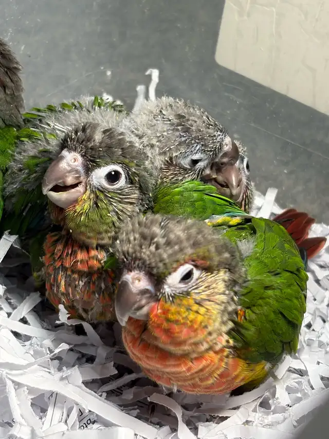 ❤️ Baby Conures Handfed Babies