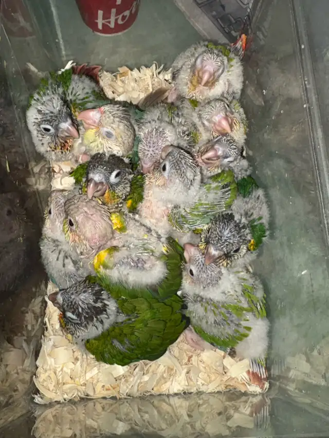 ❤️ Baby Conures Handfed Babies - Photo 2
