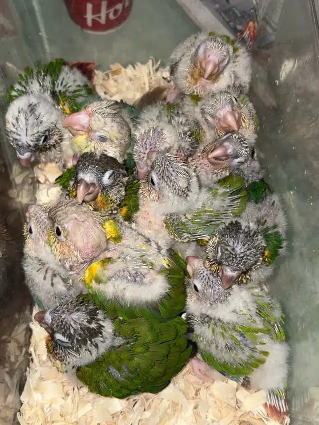 ❤️ Baby Conures Handfed Babies - Photo 3