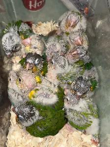 ❤️ Baby Conures Handfed Babies - Photo 3