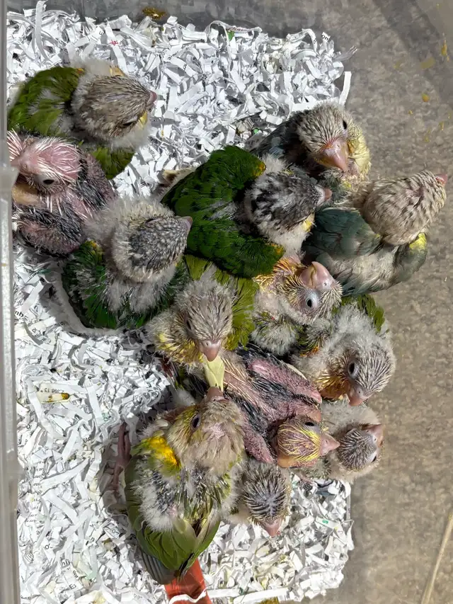 ❤️ Baby Conures Handfed Babies - Photo 4