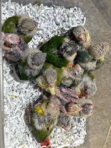 ❤️ Baby Conures Handfed Babies - Photo 4