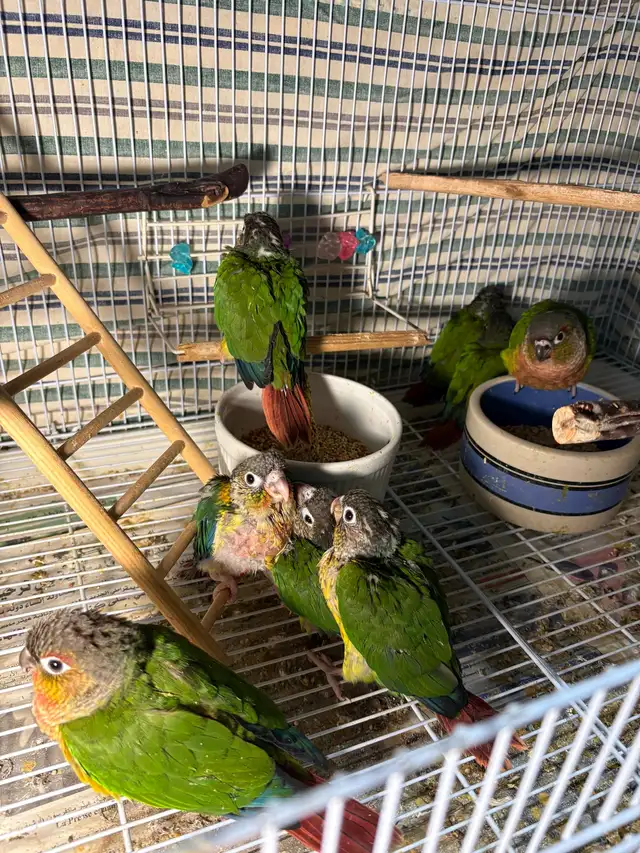 ❤️ Baby Conures Handfed Babies - Photo 5