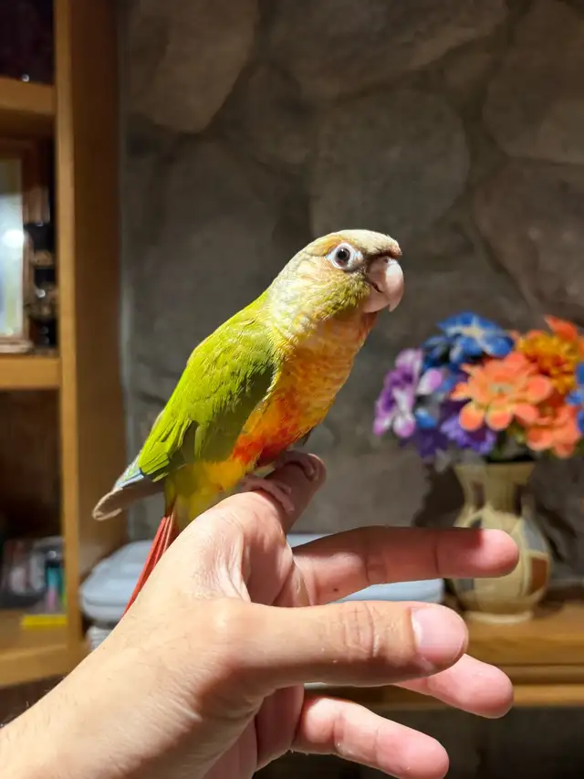 ❤️ Baby Conures Handfed Babies - Photo 6