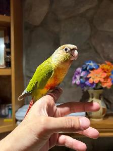 ❤️ Baby Conures Handfed Babies - Photo 6