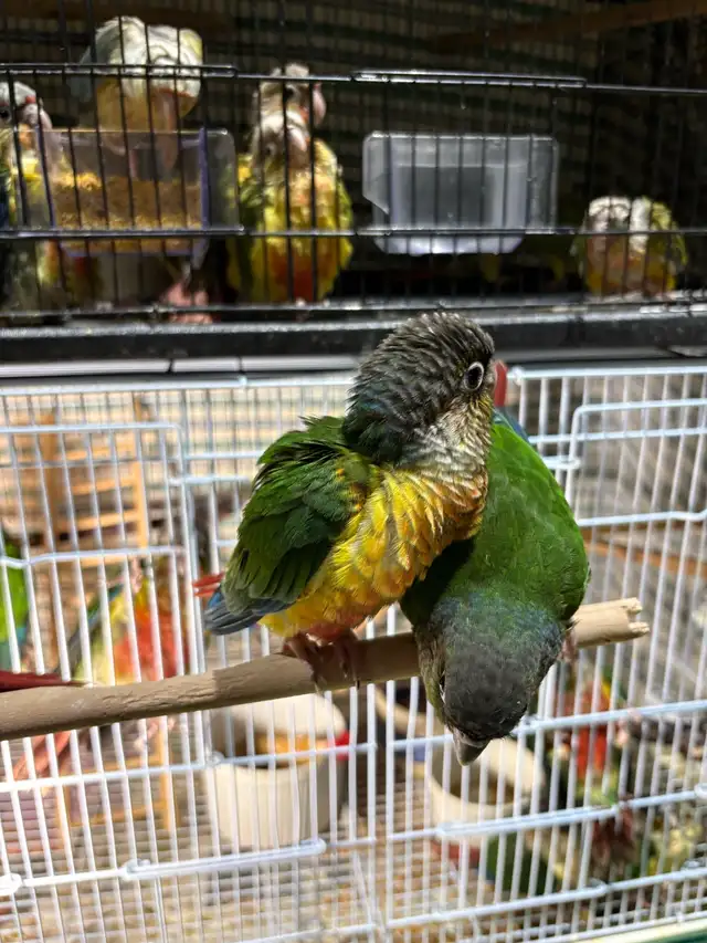 ❤️ Baby Conures Handfed Babies - Photo 7