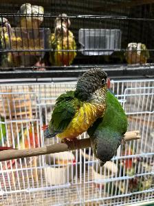 ❤️ Baby Conures Handfed Babies - Photo 7