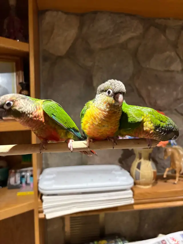 ❤️ Baby Conures Handfed Babies - Photo 8
