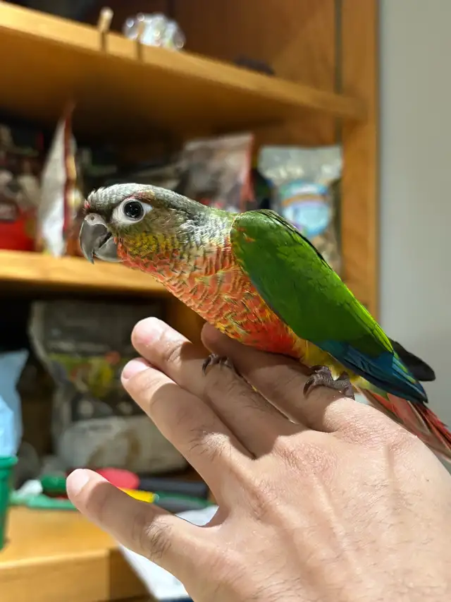 ❤️ Baby Conures Handfed Babies - Photo 9