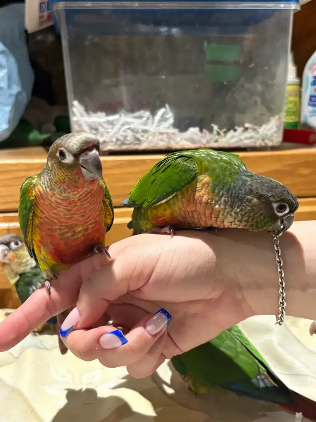 ❤️ Baby Conures Handfed Babies - Photo 10