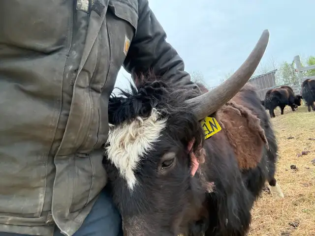 Friendly Yak Bull Yearling for Sale