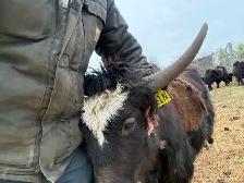 Friendly Yak Bull Yearling for Sale