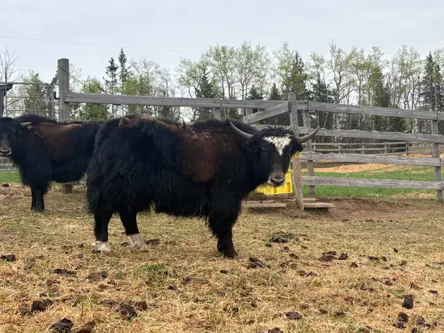 Friendly Yak Bull Yearling for Sale - Photo 2